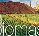 Biomasse: bene l'Europa, ma obiettivi ancora lontani