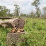 Coop, stop prodotti da foreste primarie