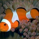Acidificazione oceani minaccia sopravvivenza di Nemo