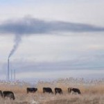 Energia dai campi: il futuro è nelle mucche e negli scarti agricoli